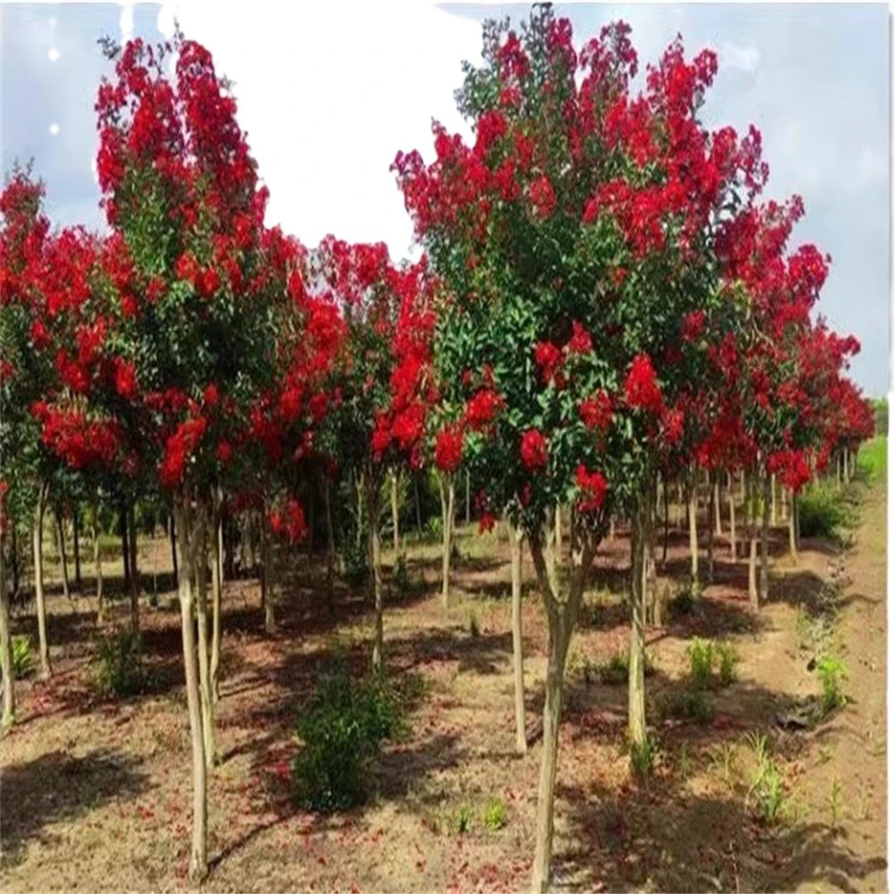 庭院紫薇树苗红花紫薇小苗紫薇花苗红紫薇红火球耐寒庭院紫薇树苗