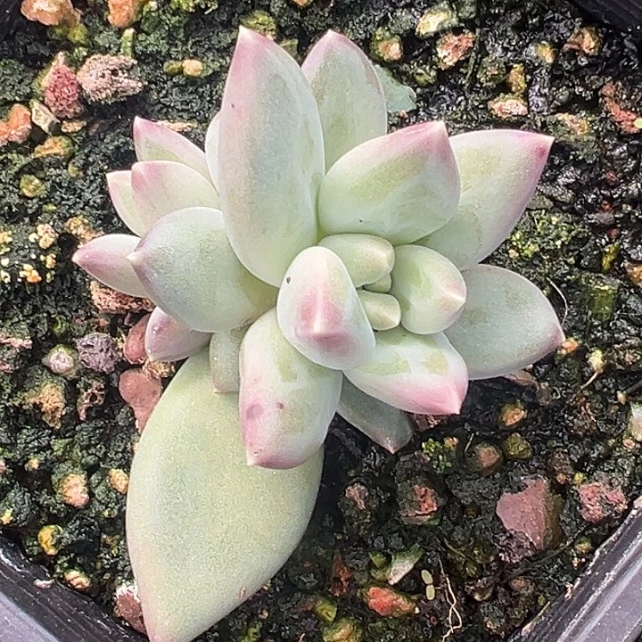 郁金香美人特价一物一拍