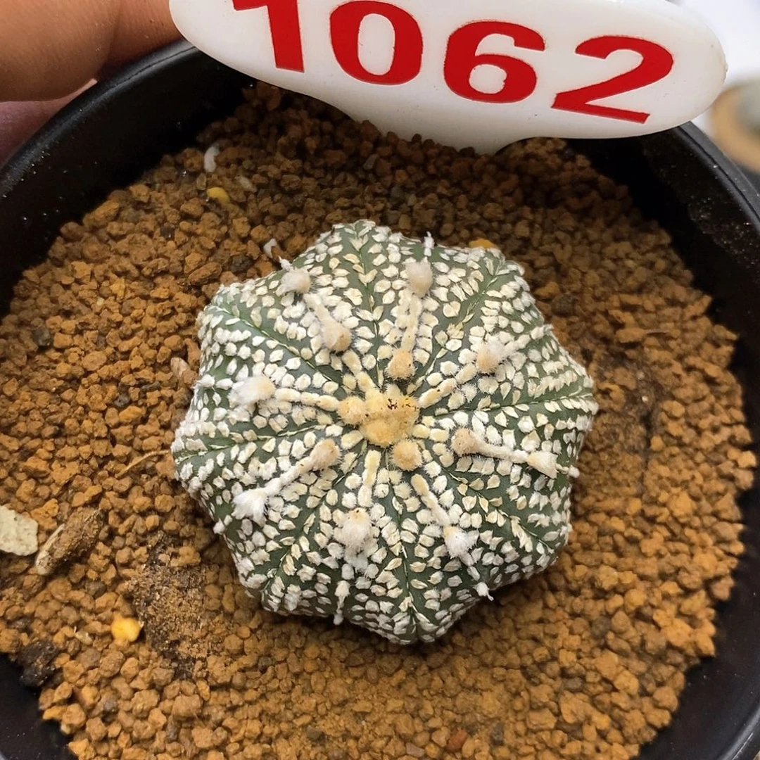 1062奇迹福利特价咯嘻嘻