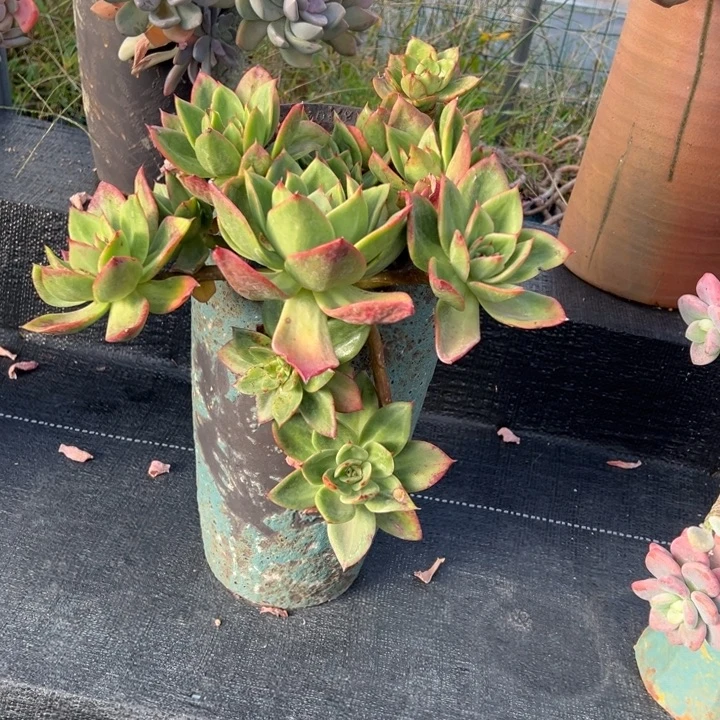 悬崖老桩无砍藤云福利价