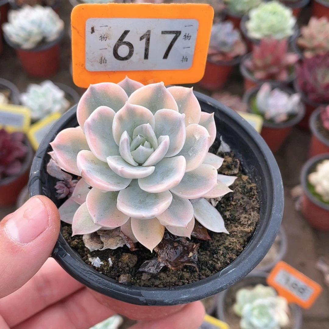 【闪购商品】小***儿617号