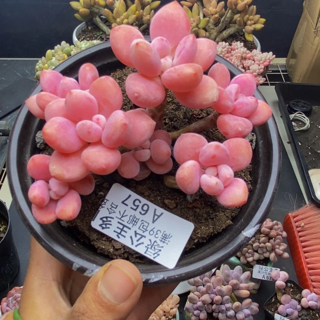 657樱花洛神多肉7c m