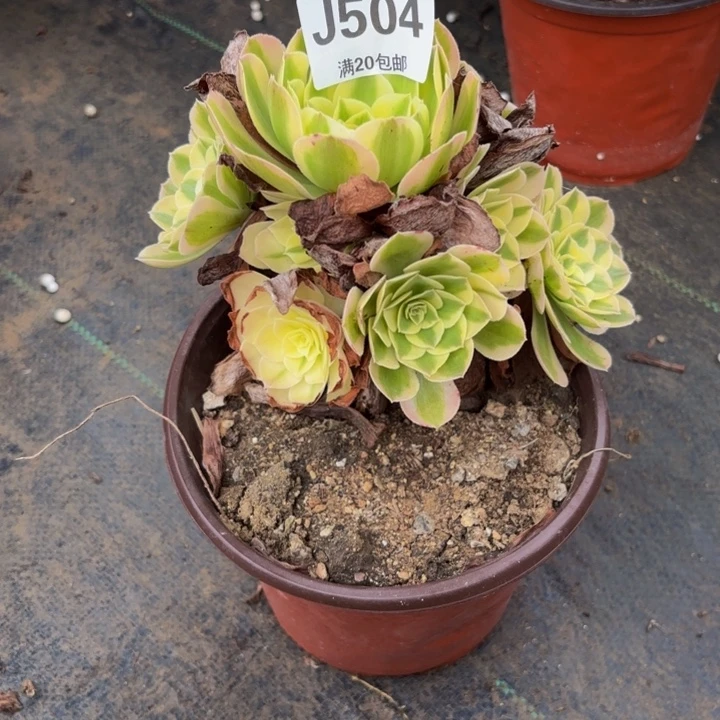 瑞妈多肉园艺504绿体倾城