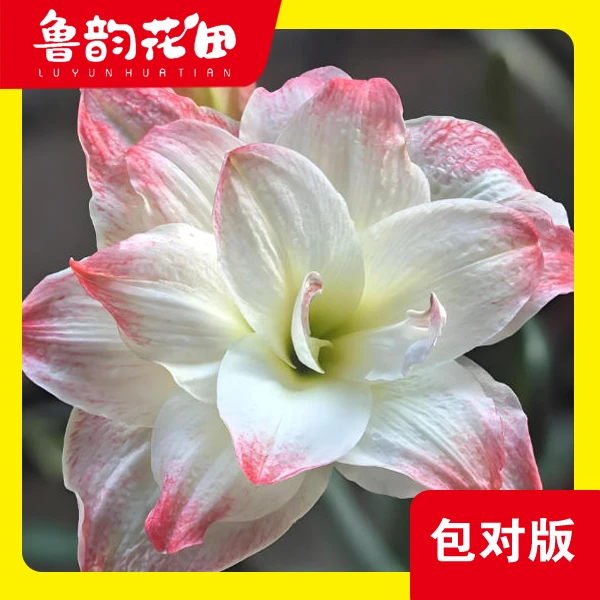 鲁韵花田糖果黛丝  朱顶红大花包对版 办公室室内客厅懒人绿植