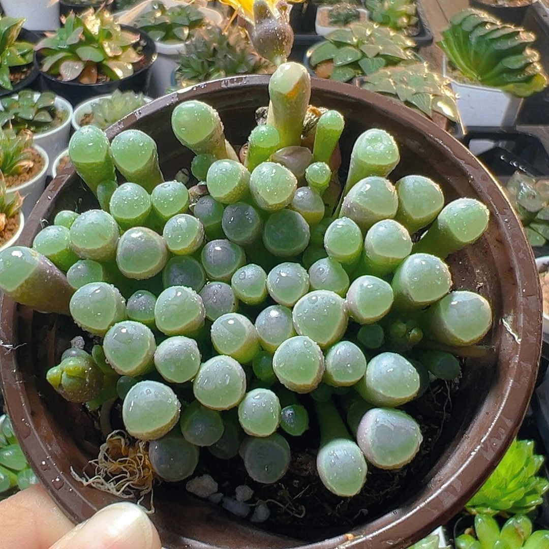 五十玲玉玉露多肉多肉多肉