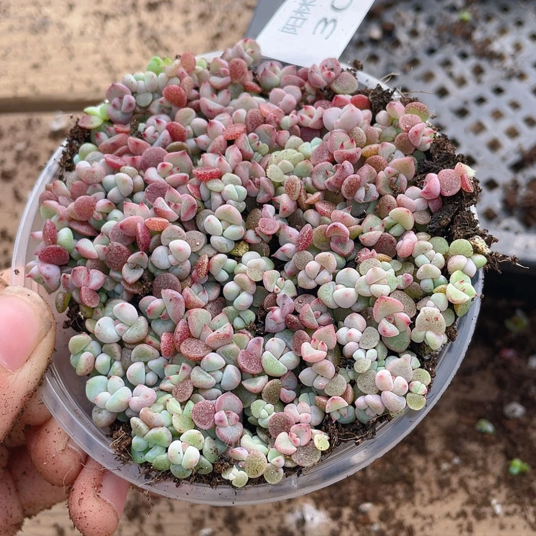 多肉植物多肉植物301