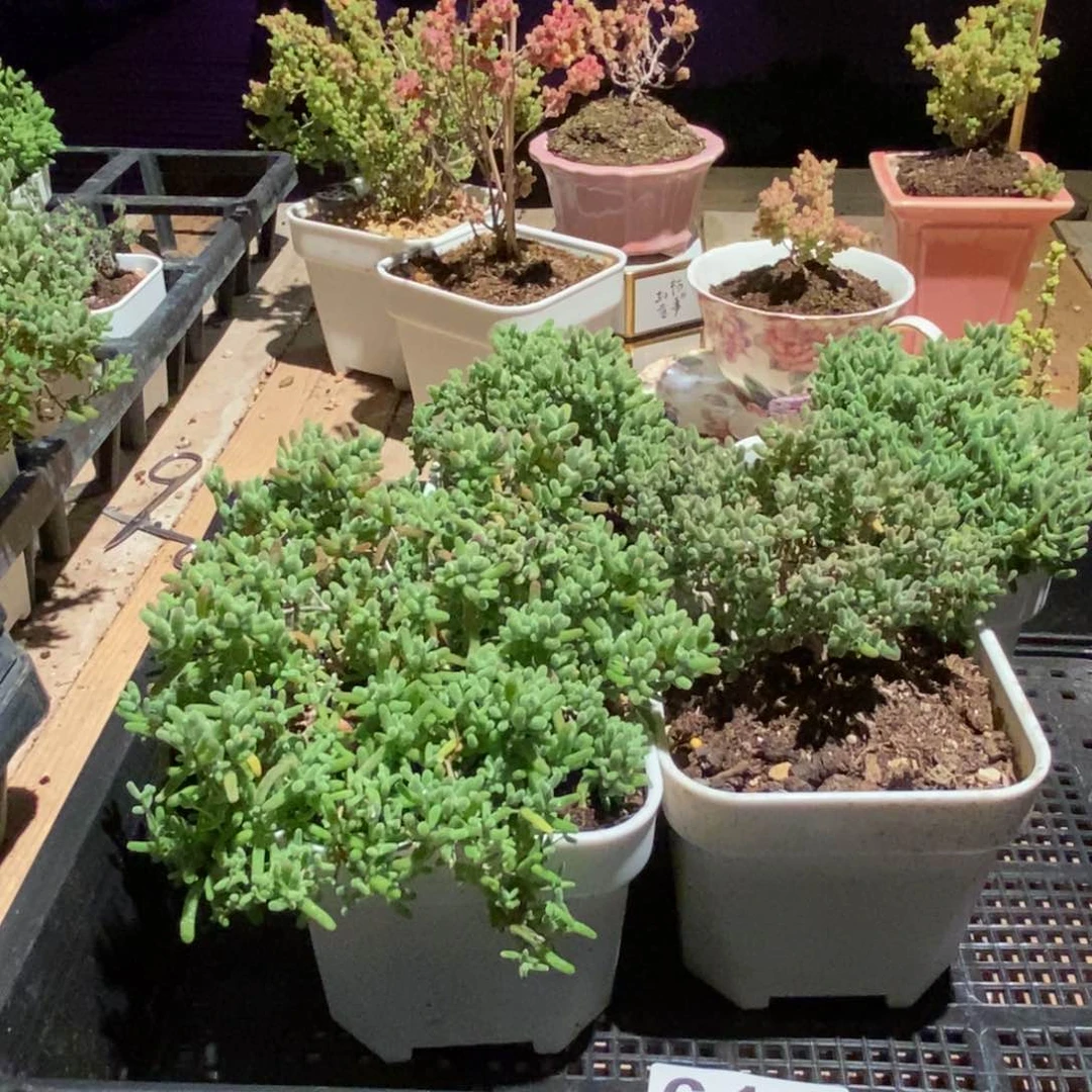 枝干番杏多肉植物612