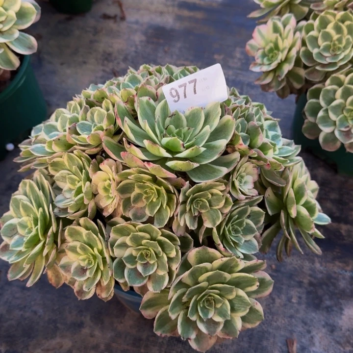 000000000977玉芙蓉