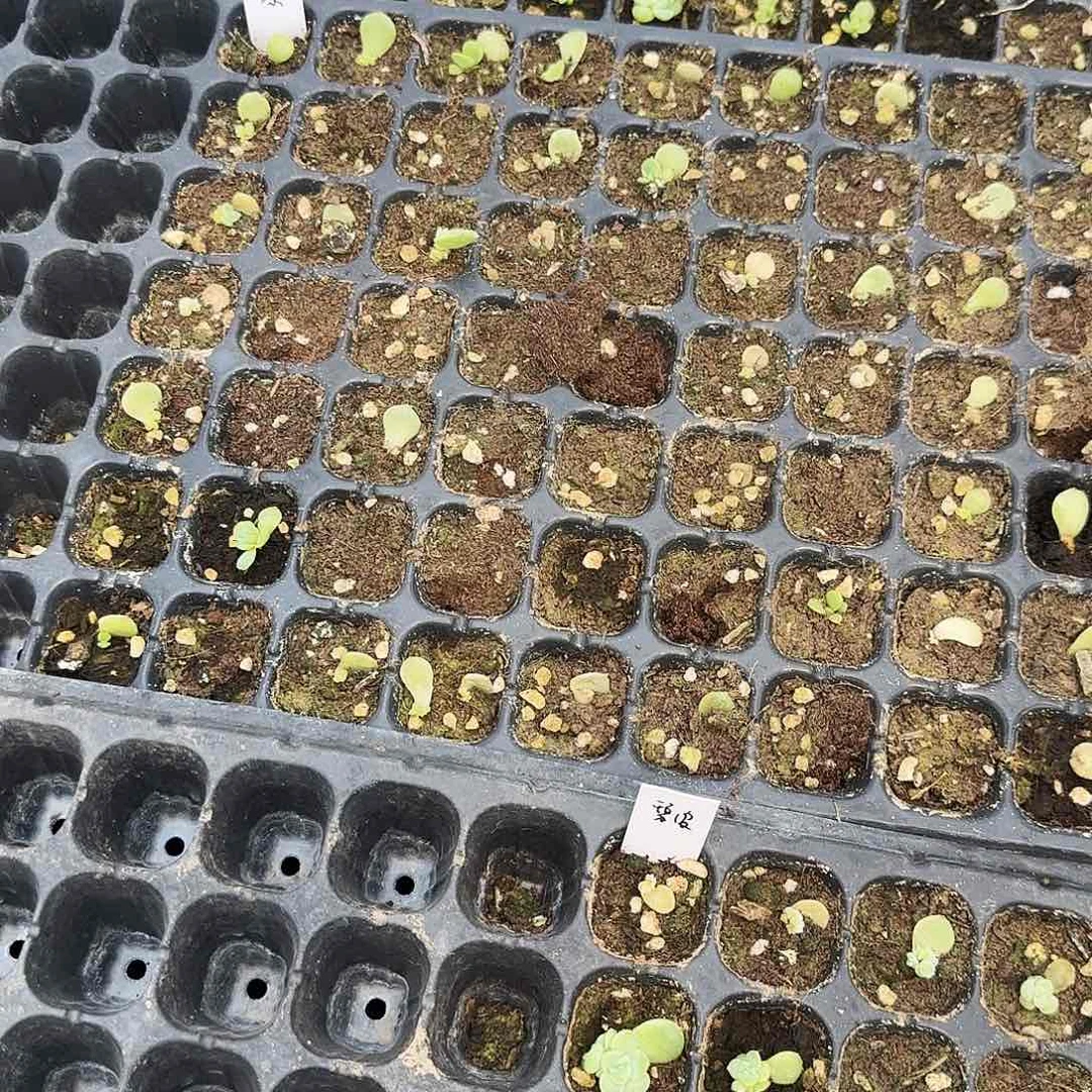 喵***人椰子冻 芝麻一个满25包邮