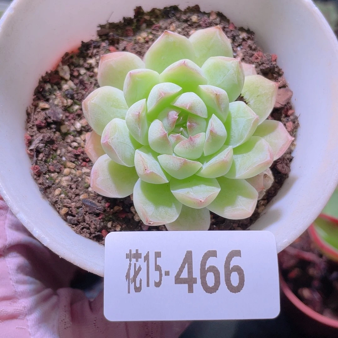 花利美15-466女王玫瑰