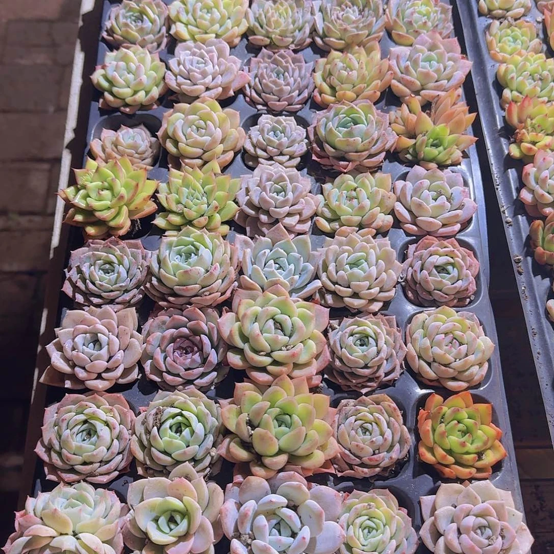 直播福利一物一拍218