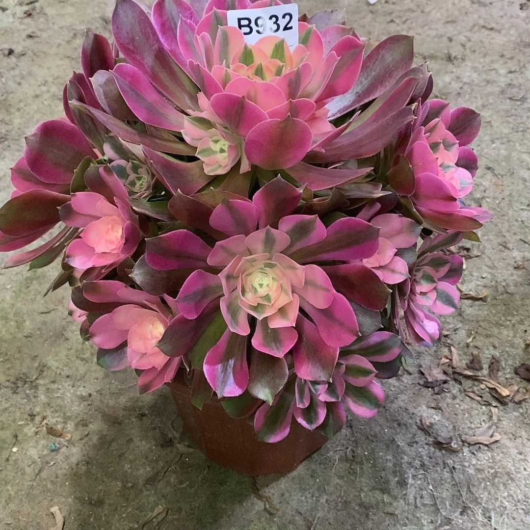 陈*贻香妃多肉植物932