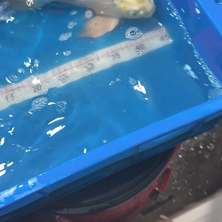 蝴蝶鲤鱼蝴蝶鲤包邮40不售后