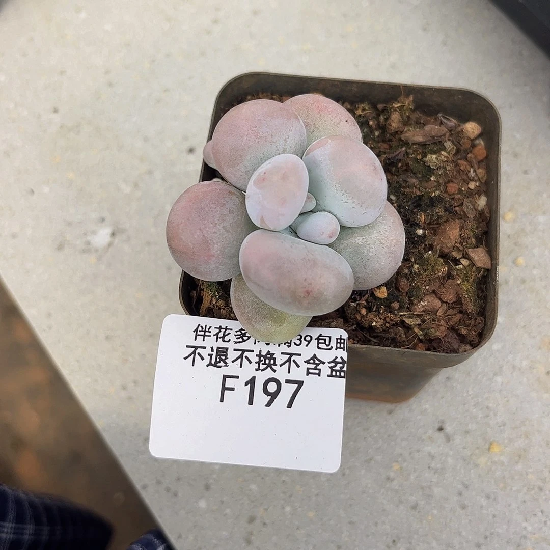 197-芭比奶多肉4cm