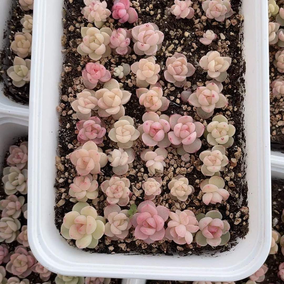 多****富珍妮混一物一拍021