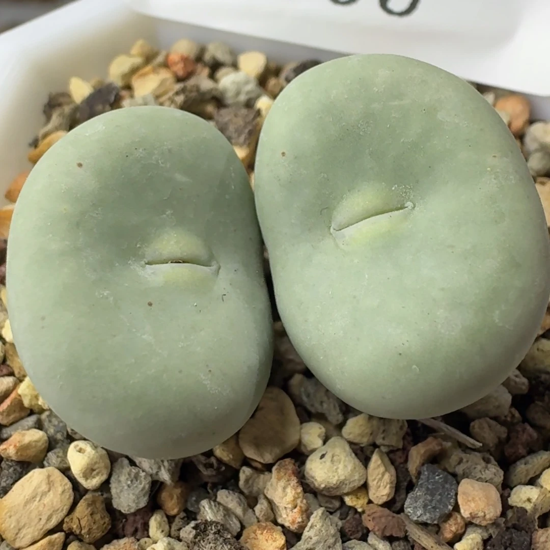 795 大型嘟嘟嘴。