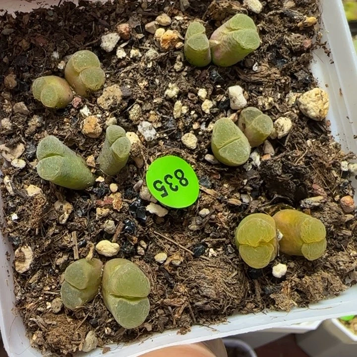 双头瑕疵多肉植物835