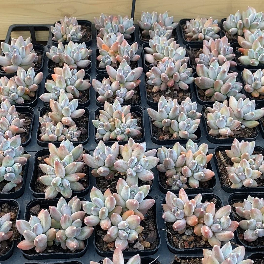 15，松果美人多头，福利