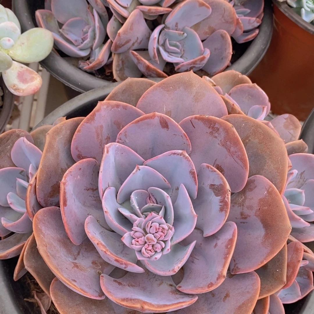 大单头带多仔尘埃玫瑰一盆