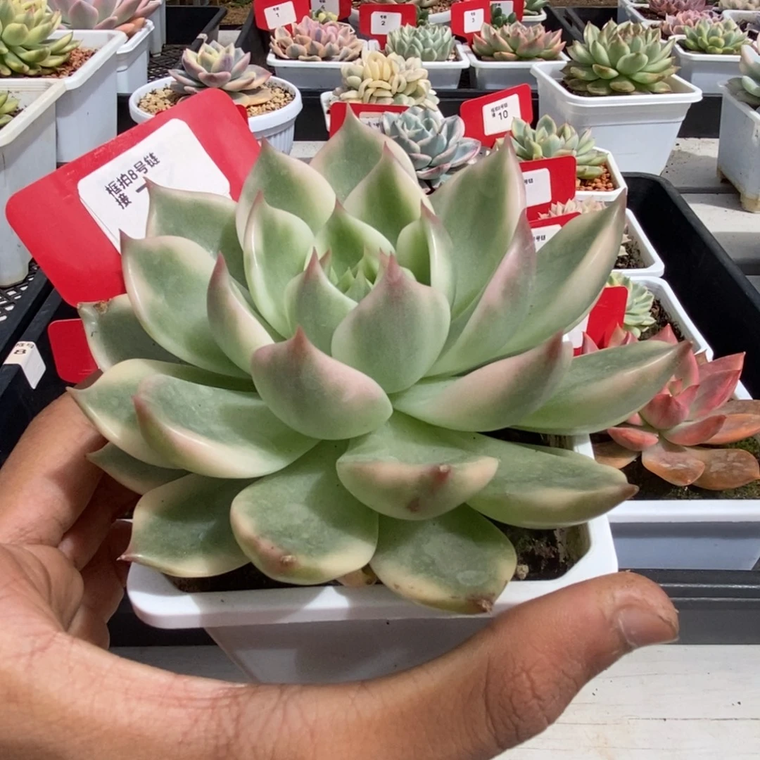 7号琉璃盏锦多肉植物