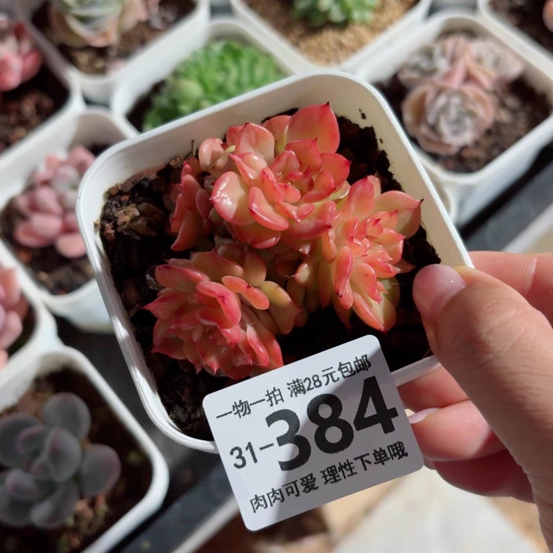 腊牡丹多肉无盆土发货无盆土发货无