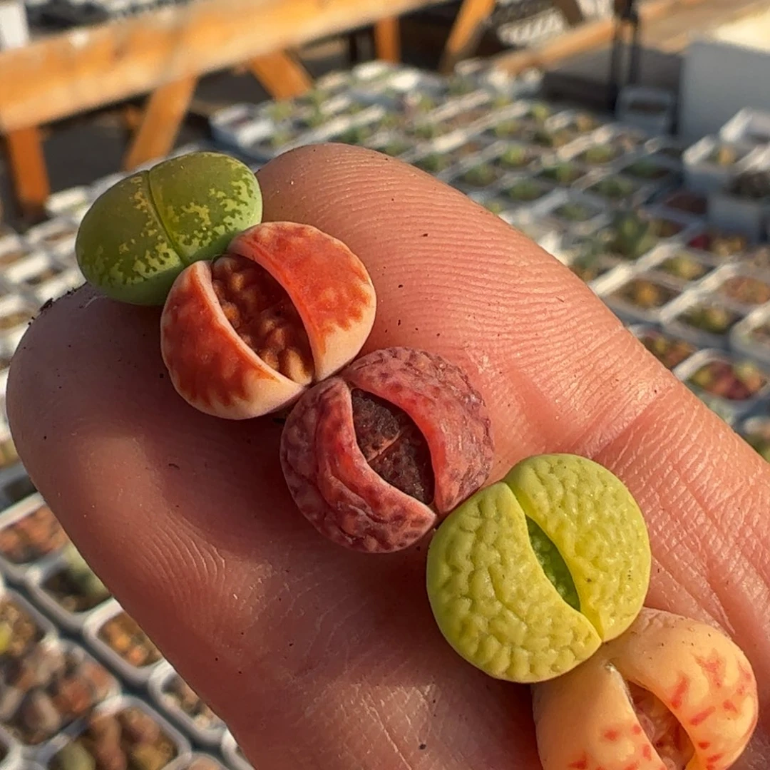 一组5棵多肉植物百科1