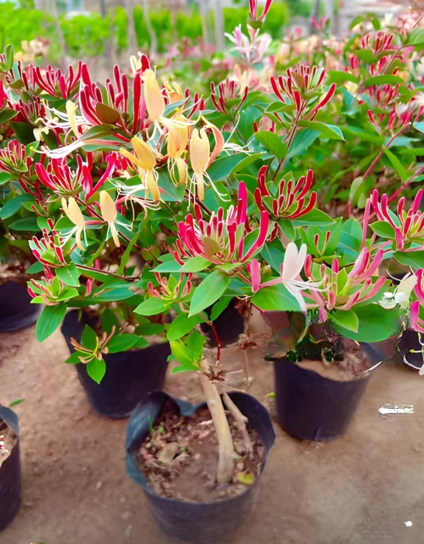 树形四季多色红金银花苗泡茶食用盆栽地栽南北方花卉绿植耐寒耐热