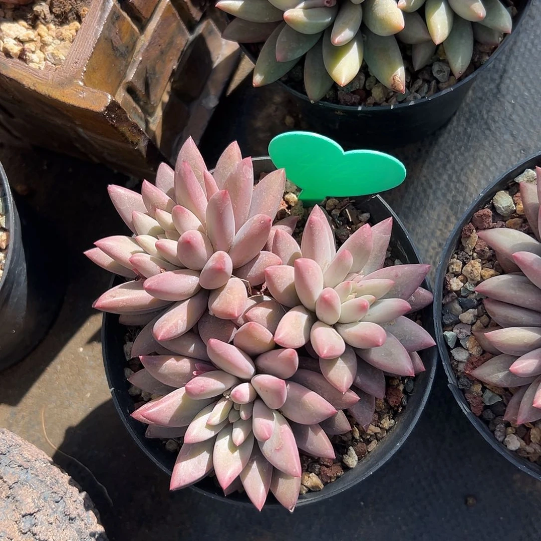 恋*多肉葡萄的做法很好吃