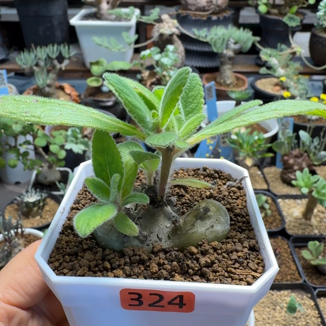 白花断涯324 仙人球