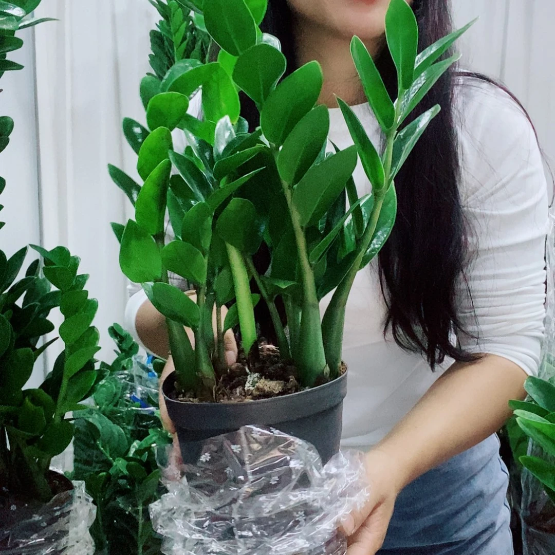 阮***羊不开花植物15规格圆叶一盆