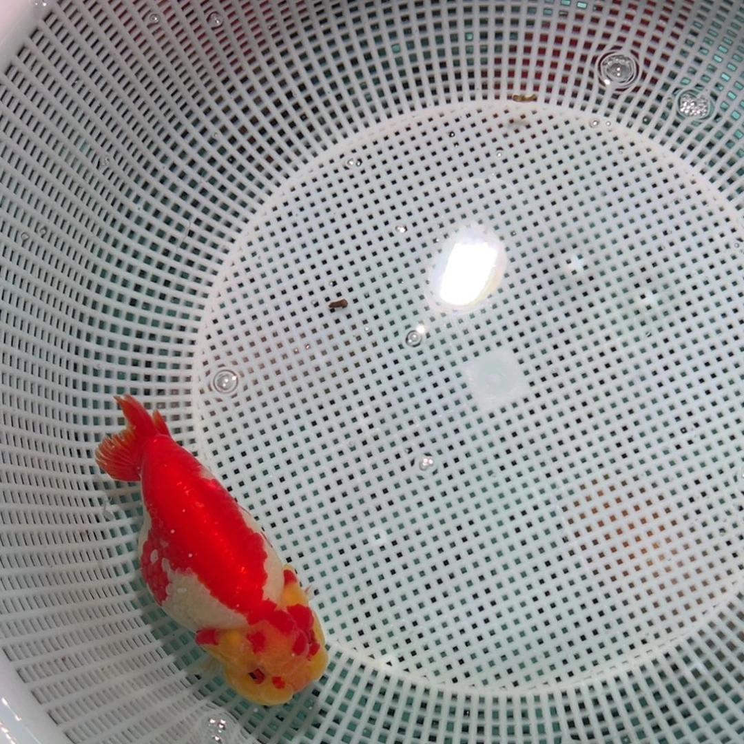 莫***名海水鱼潘氏金鱼兰寿金鱼