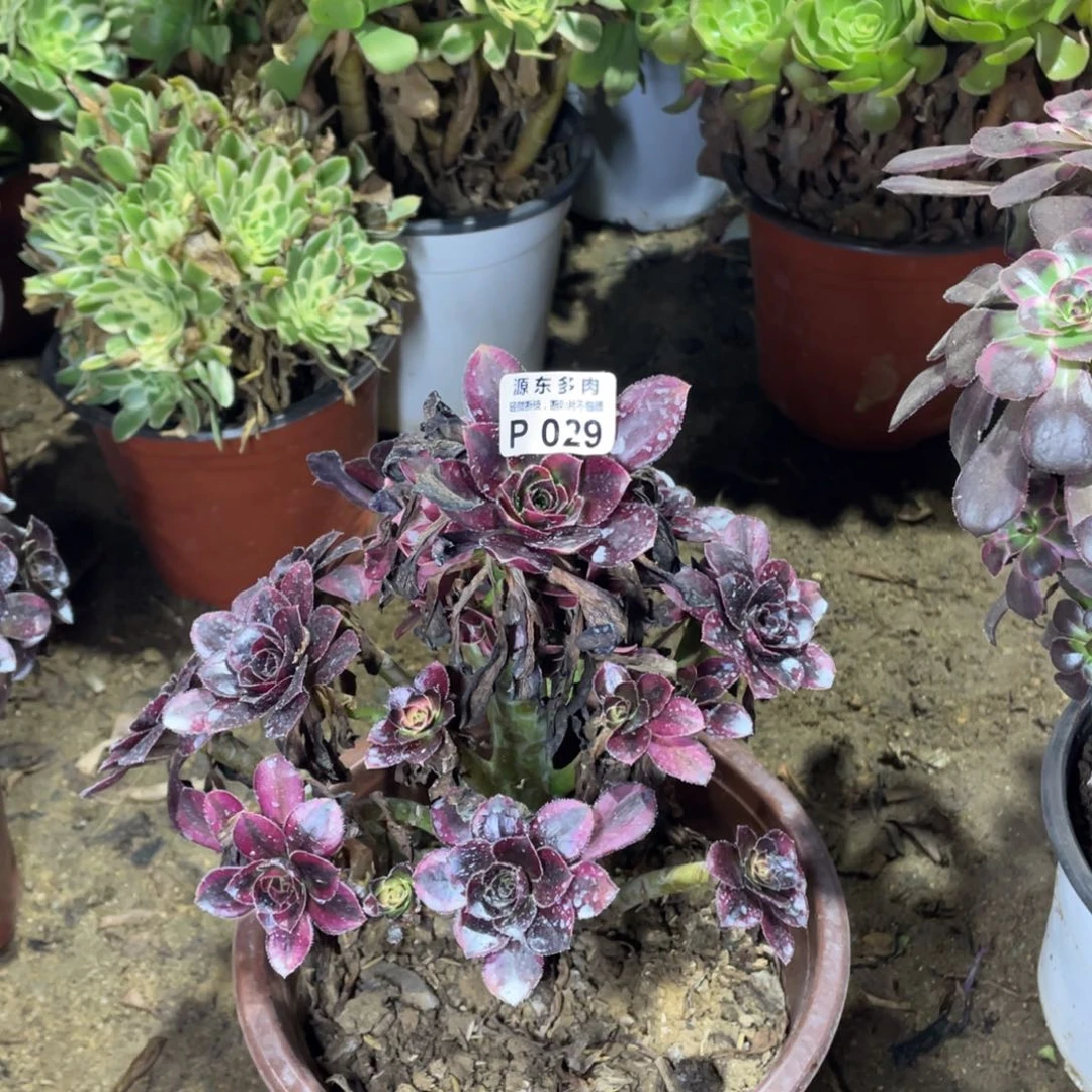 029花福蝶多肉法师断枝不包