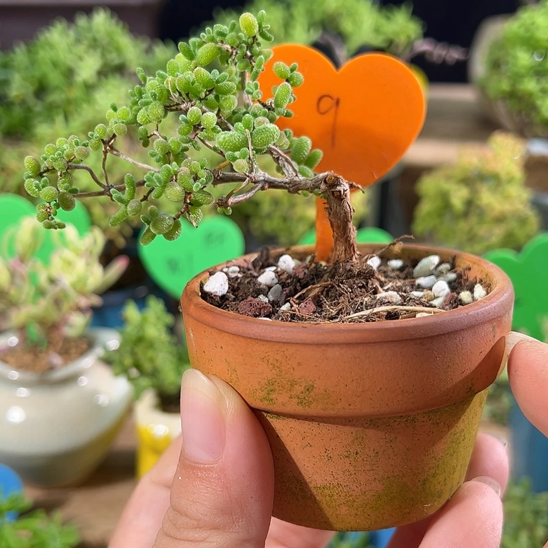 9号蜜橘飘桩造型精致
