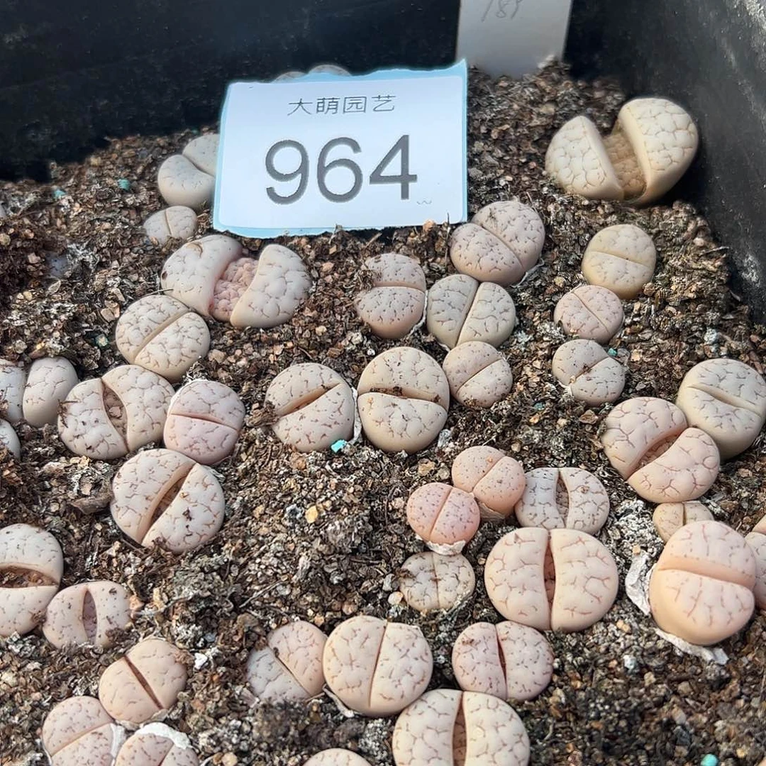 量拍189荒玉3颗一组        964