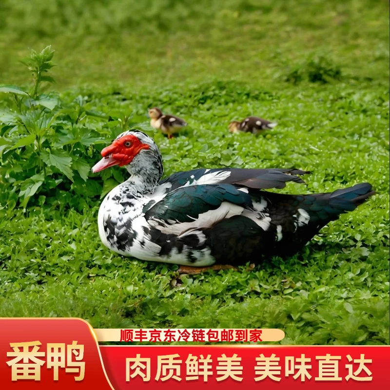 [2只]农家土番鸭肉质饱满2只宰杀净膛发货总净重10-12斤顺丰冷链