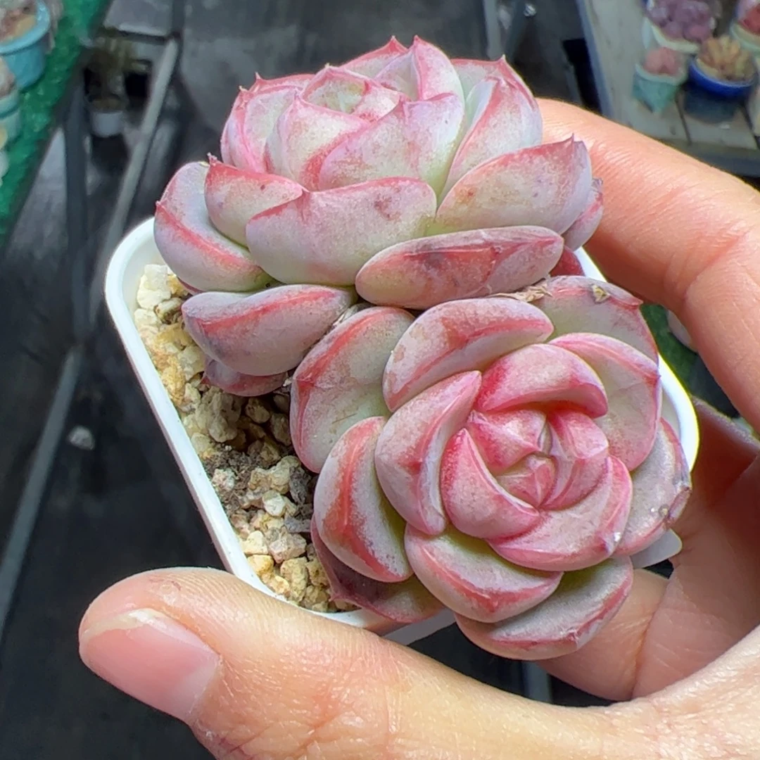 164 一物一拍多肉植物组合盆栽