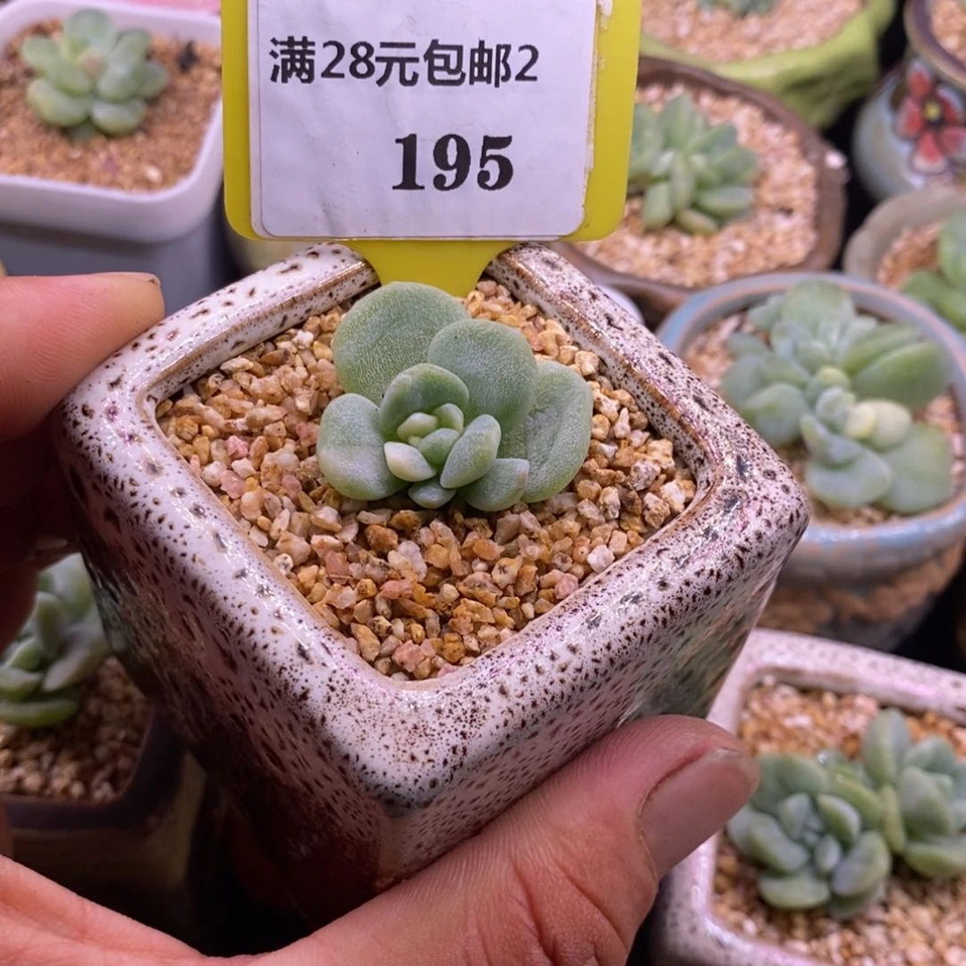 喵***玲2195冰玉石化白锦多肉