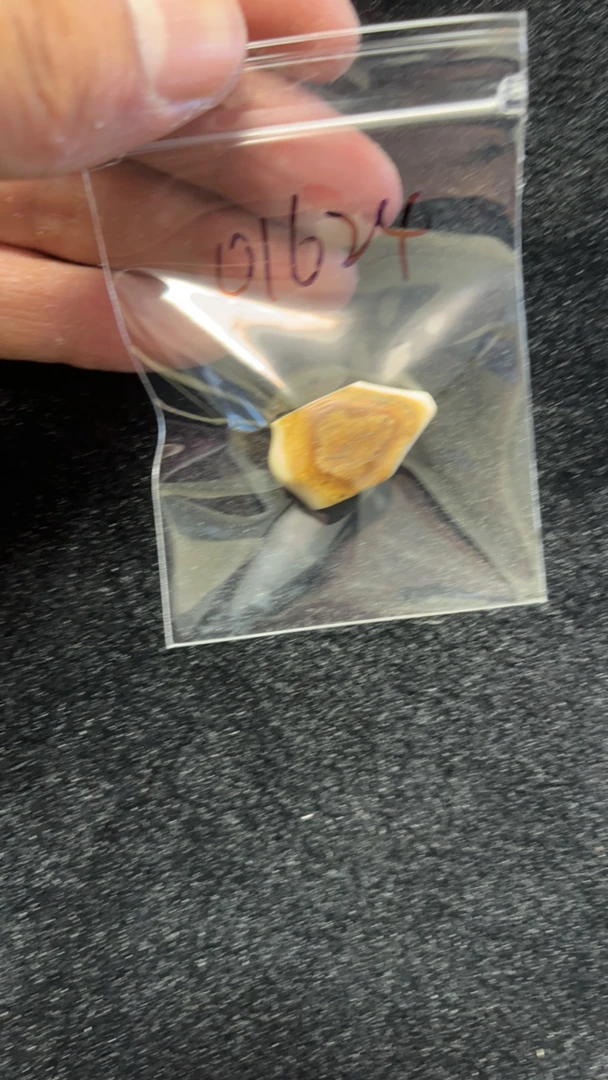 01624猛犸牙鲨鱼背三通配饰