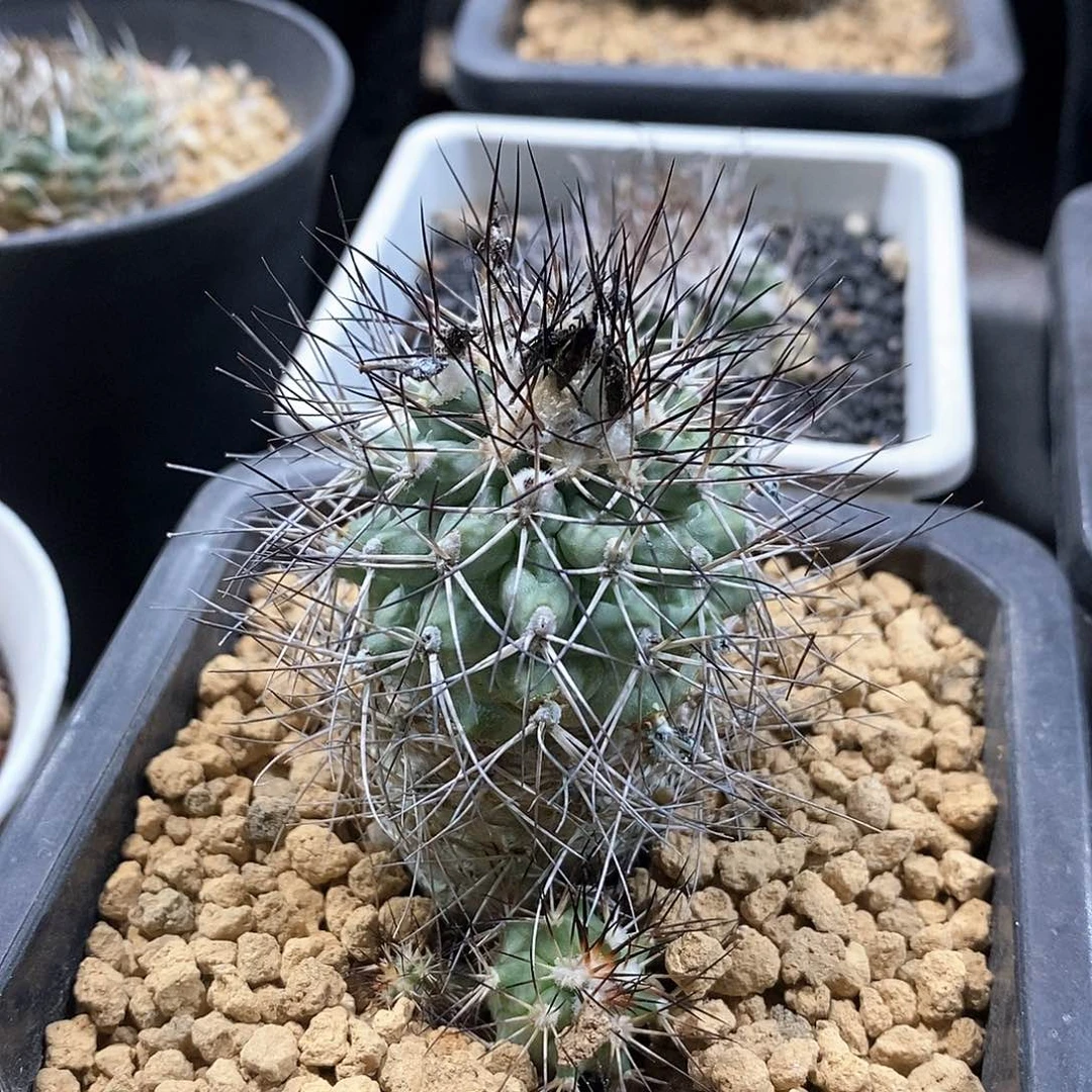 实生豪枪玉仙人球