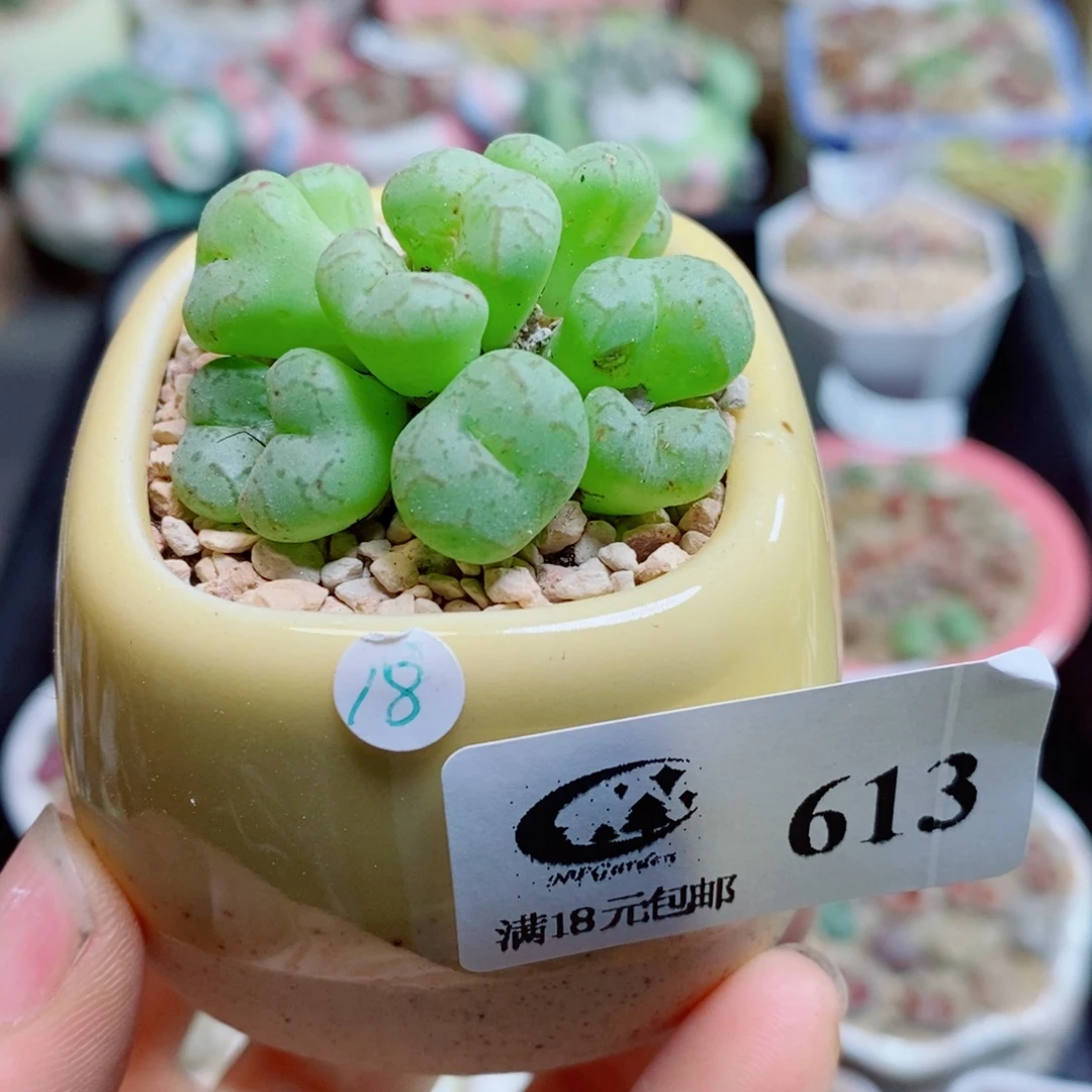 生石花花花花花花花花613