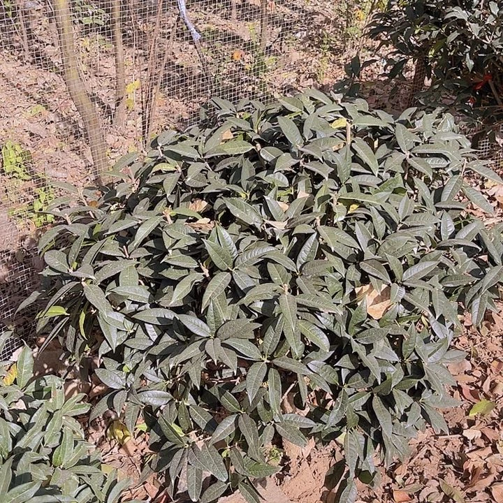 当前无花栽培后可以开花我***鸠