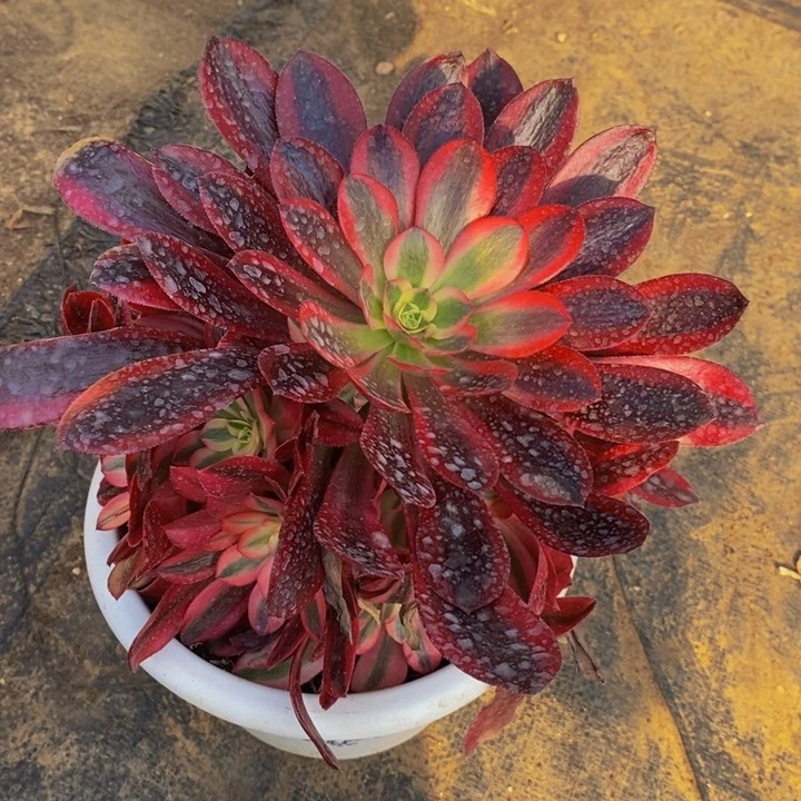 美杜莎多肉法师手捧