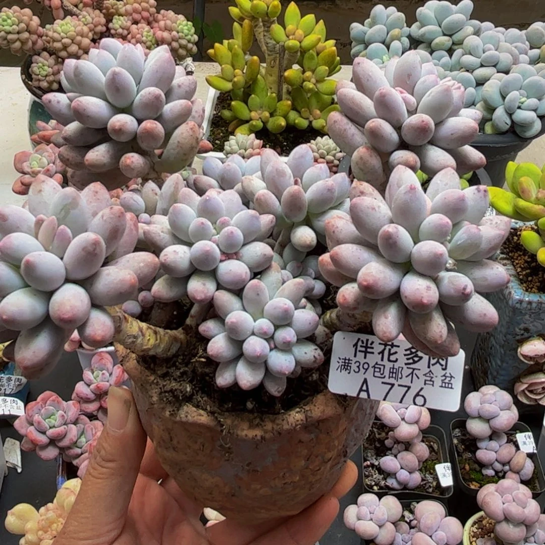 776婴儿手指12cm多肉