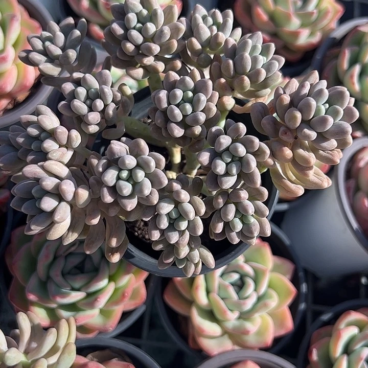 星黛露多肉植物精品