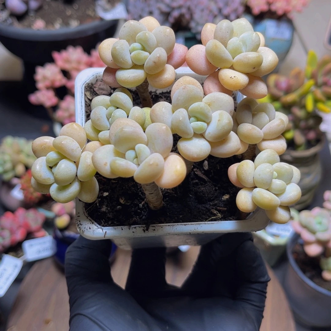 340白奶糖11厘米多肉