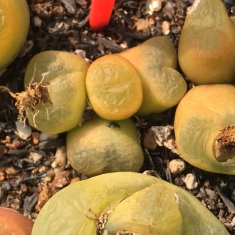 平*多肉肉锥 4头毛