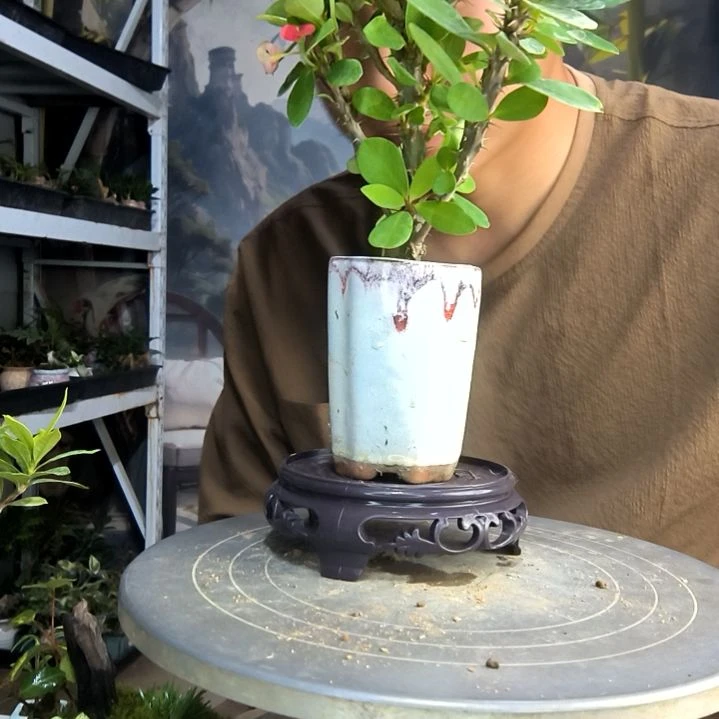 可****️中青园艺一物一拍73