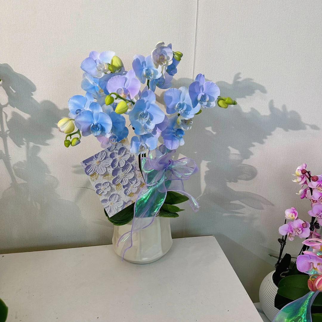 【大极光组盆】（蓝紫色）易养蝴蝶兰花卉孔雀兰活体工艺喷色
