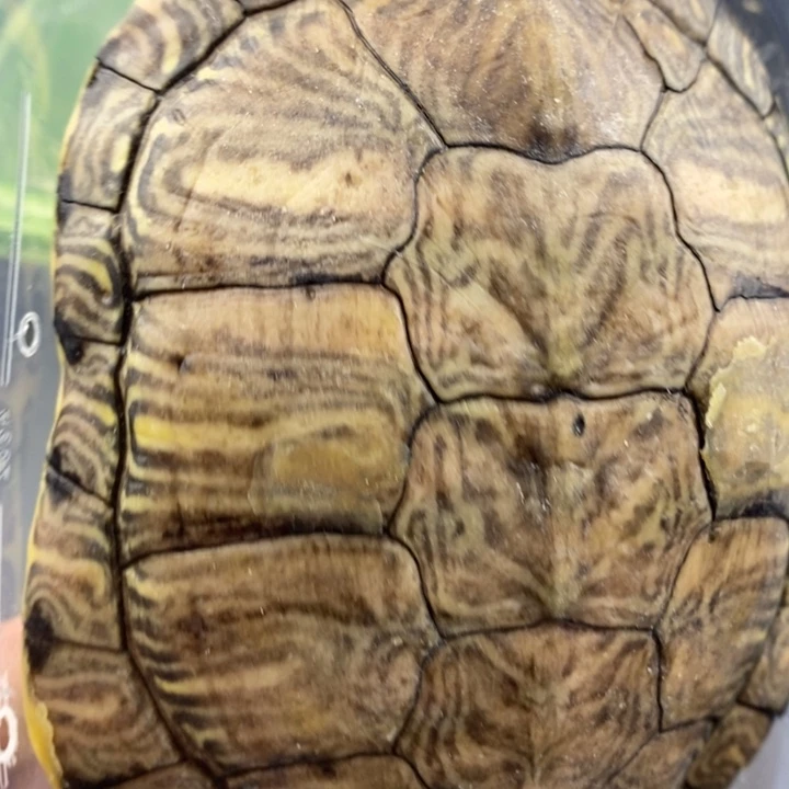 巴西彩龟母6666666