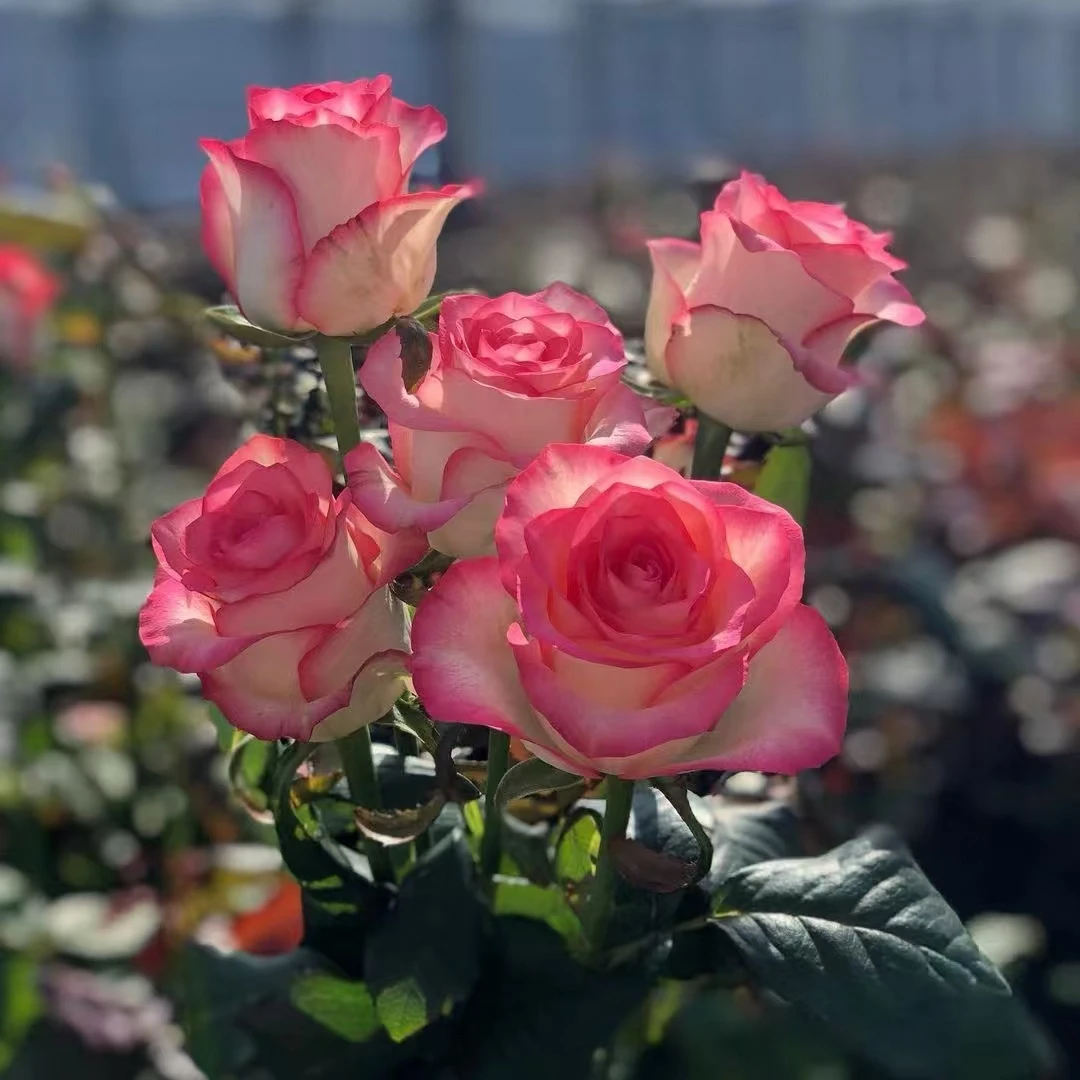 【买三送一】云南昆明基地现挖现发玫瑰花苗四季开花爆花机器好成活